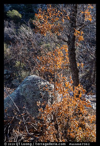 Shurbs and tree with fall foliage remnants along Pine Tree Trail. Organ Mountains Desert Peaks National Monument, New Mexico, USA (color)