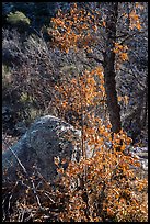 Shurbs and tree with fall foliage remnants along Pine Tree Trail. Organ Mountains Desert Peaks National Monument, New Mexico, USA ( color)