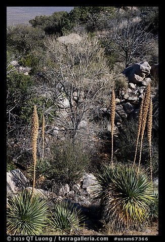 Sotol with blooms and bare trees in winter. Organ Mountains Desert Peaks National Monument, New Mexico, USA (color)