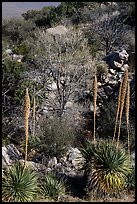 Sotol with blooms and bare trees in winter. Organ Mountains Desert Peaks National Monument, New Mexico, USA ( color)