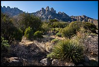 Aguirre Springs Desert plants and Rabbit Ears. Organ Mountains Desert Peaks National Monument, New Mexico, USA ( color)