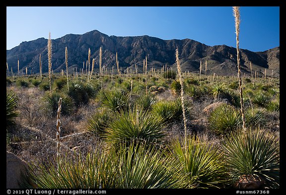 Sotol with blooms and Baylor Peak. Organ Mountains Desert Peaks National Monument, New Mexico, USA (color)