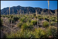 Sotol with blooms and Baylor Peak. Organ Mountains Desert Peaks National Monument, New Mexico, USA ( color)