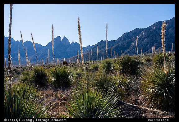Sotol with flowering stem and Rabbit Ears. Organ Mountains Desert Peaks National Monument, New Mexico, USA (color)