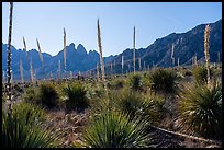 Sotol with flowering stem and Rabbit Ears. Organ Mountains Desert Peaks National Monument, New Mexico, USA ( color)