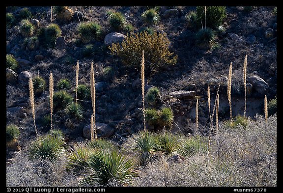 Group of sotol plants with flowering stems. Organ Mountains Desert Peaks National Monument, New Mexico, USA