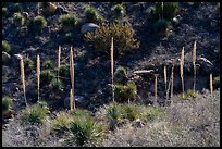 Group of sotol plants with flowering stems. Organ Mountains Desert Peaks National Monument, New Mexico, USA ( color)