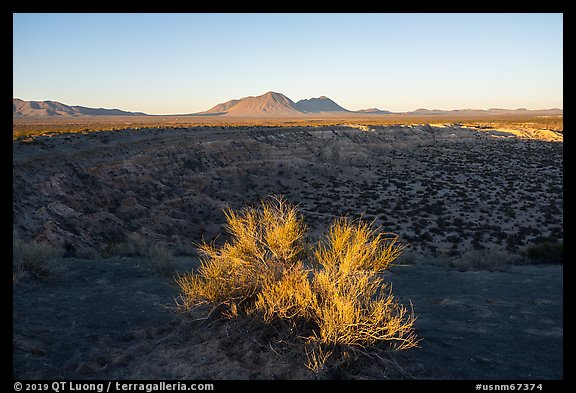 Shrub and Kilbourne Hole, early morning. Organ Mountains Desert Peaks National Monument, New Mexico, USA (color)