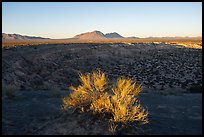 Shrub and Kilbourne Hole, early morning. Organ Mountains Desert Peaks National Monument, New Mexico, USA ( color)