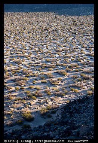 Crater floor between wall shadows, Kilbourne Hole. Organ Mountains Desert Peaks National Monument, New Mexico, USA