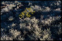 Shurbs. Organ Mountains Desert Peaks National Monument, New Mexico, USA ( color)