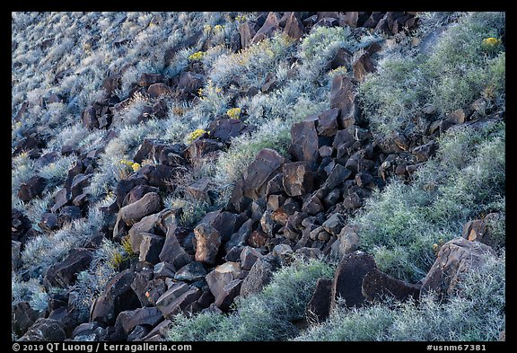 Shurbs and volcanic rocks in Kilbourne Hole. Organ Mountains Desert Peaks National Monument, New Mexico, USA (color)