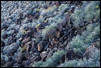 Shurbs and volcanic rocks in Kilbourne Hole. Organ Mountains Desert Peaks National Monument, New Mexico, USA ( color)