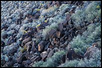 Shurbs and volcanic rocks in Kilbourne Hole. Organ Mountains Desert Peaks National Monument, New Mexico, USA ( color)