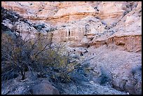 Tree and steep Kilbourne Hole crater walls. Organ Mountains Desert Peaks National Monument, New Mexico, USA ( color)