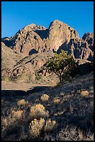 Organ Peak from Dripping Springs Natural Area. Organ Mountains Desert Peaks National Monument, New Mexico, USA ( color)