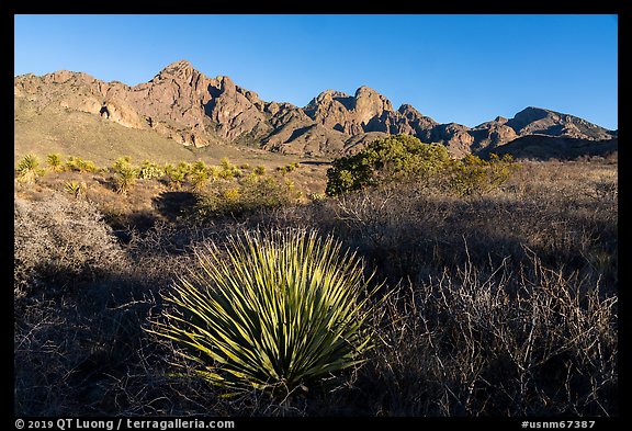 Sotol, Organ Peak, and Baldy Peak. Organ Mountains Desert Peaks National Monument, New Mexico, USA (color)