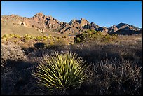 Sotol, Organ Peak, and Baldy Peak. Organ Mountains Desert Peaks National Monument, New Mexico, USA ( color)