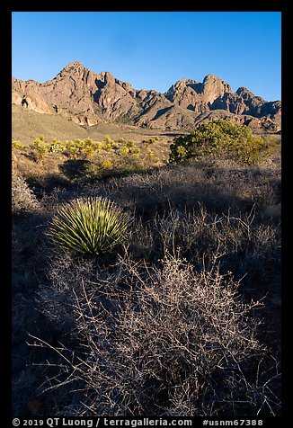 Desert plants and Organ Peak. Organ Mountains Desert Peaks National Monument, New Mexico, USA (color)
