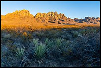 Sotol and Organ Mountains at sunset. Organ Mountains Desert Peaks National Monument, New Mexico, USA ( color)