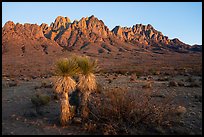 Soaptree Yucca and Needles at sunset. Organ Mountains Desert Peaks National Monument, New Mexico, USA ( color)