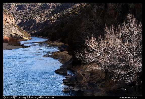 Bare cottonwood tree and Rio Grande River,. Rio Grande Del Norte National Monument, New Mexico, USA (color)