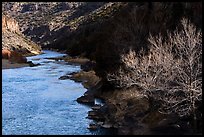 Bare cottonwood tree and Rio Grande River,. Rio Grande Del Norte National Monument, New Mexico, USA ( color)