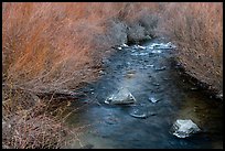 Stream and willows. Rio Grande Del Norte National Monument, New Mexico, USA ( color)