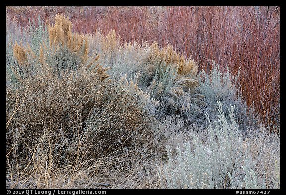 Shrubs and willows in winter. Rio Grande Del Norte National Monument, New Mexico, USA (color)