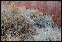 Shrubs and willows in winter. Rio Grande Del Norte National Monument, New Mexico, USA ( color)