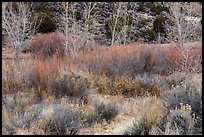 Shurbs and trees in winter, Lower Rio Grande River Gorge. Rio Grande Del Norte National Monument, New Mexico, USA ( color)