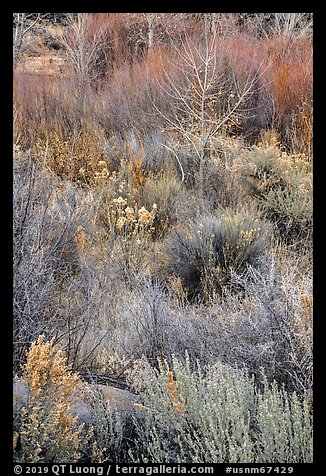 Shurbs and bare trees, Lower Rio Grande River Gorge. Rio Grande Del Norte National Monument, New Mexico, USA (color)