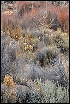 Shurbs and bare trees, Lower Rio Grande River Gorge. Rio Grande Del Norte National Monument, New Mexico, USA ( color)