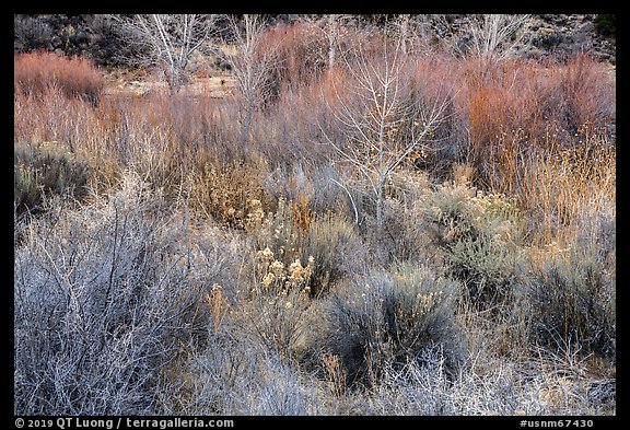 Riparian growth in winter, Lower Rio Grande River Gorge. Rio Grande Del Norte National Monument, New Mexico, USA (color)