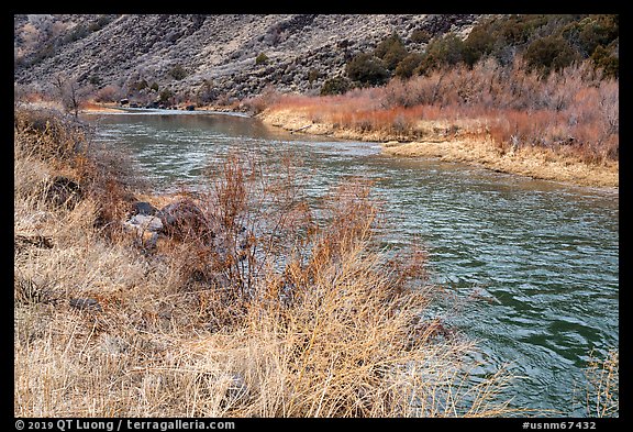 Riparian vegetation along the Rio Grande River. Rio Grande Del Norte National Monument, New Mexico, USA (color)