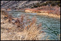Riparian vegetation along the Rio Grande River. Rio Grande Del Norte National Monument, New Mexico, USA ( color)