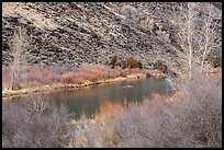Willows and trees along the Rio Grande River. Rio Grande Del Norte National Monument, New Mexico, USA ( color)