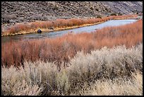 Shrubs and red willows lining up shores of the Rio Grande River. Rio Grande Del Norte National Monument, New Mexico, USA ( color)