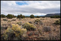 Flats with sage and juniper. El Morro National Monument, New Mexico, USA ( color)