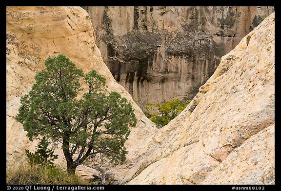 Juniper and cliffs. El Morro National Monument, New Mexico, USA (color)