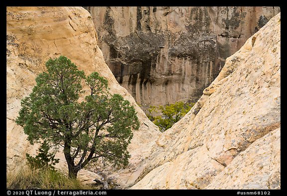 Juniper and cliffs. El Morro National Monument, New Mexico, USA (color)