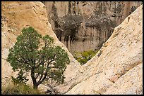 Juniper and cliffs. El Morro National Monument, New Mexico, USA ( color)