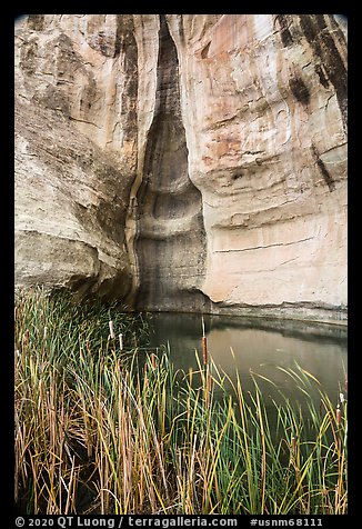 Cattails, pool, and cliff. El Morro National Monument, New Mexico, USA (color)