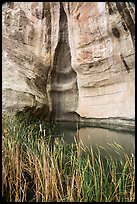 Cattails, pool, and cliff. El Morro National Monument, New Mexico, USA ( color)