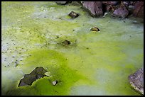 Green ice and rocks, Zuni Ice Cave. El Malpais National Monument, New Mexico, USA ( color)