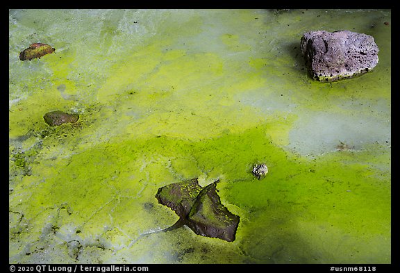 Ice with green tint caused by Arctic alguae, Bandera Ice Cave. El Malpais National Monument, New Mexico, USA (color)