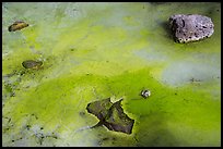 Ice with green tint caused by Arctic alguae, Bandera Ice Cave. El Malpais National Monument, New Mexico, USA ( color)