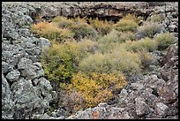Lava rocks and shrubs. El Malpais National Monument, New Mexico, USA ( color)