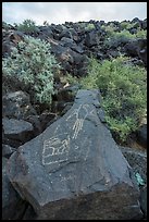 Petroglyphs on basalt rock, Petroglyph National Monument. New Mexico, USA ( color)
