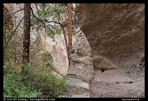 Tree in canyon. Kasha-Katuwe Tent Rocks National Monument, New Mexico, USA (color)